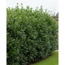 Prunus Laurocerasus Caucasica (Laur Englezesc Caucasica)