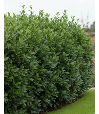 Prunus Laurocerasus Caucasica (Laur Englezesc Caucasica)