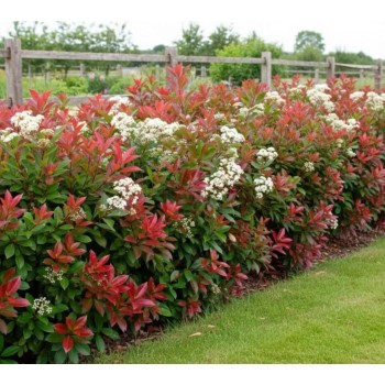Photinia Red Robin (Fotinia)