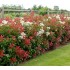 Photinia Red Robin (Fotinia)