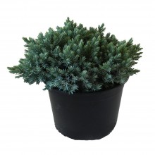 Juniperus Squamata Blue Star