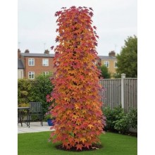 Liquidambar Slender Silhouette - Arbore Columnar Îngust