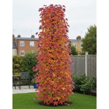Liquidambar Slender Silhouette - Arbore Columnar Îngust