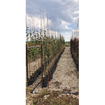 Tei Pucios 'Greenspire' (Tilia cordata)