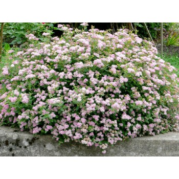 Spiraea japonica 'Little Princess' (Cununiță Japoneză Roz Pitică)