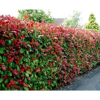 Photinia fraseri Red Robin 