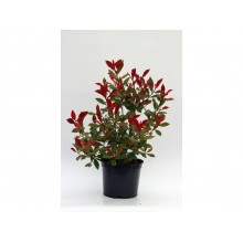 Photinia Fraseri Clône Pistoia