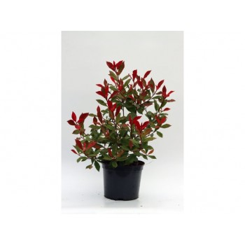 Photinia Fraseri Clône Pistoia