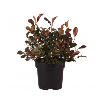 Photinia Fraseri Little Fenna