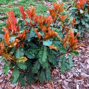 Photinia  Serattifolia  Crunchy
