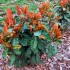 Photinia  Serattifolia  Crunchy