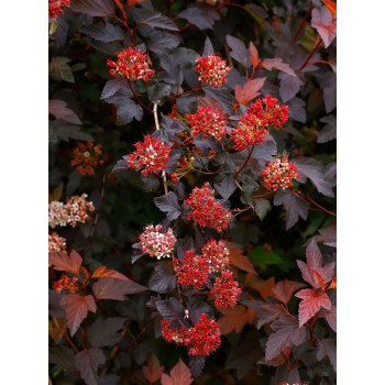 Physocarpus opulifolius 'Diable d'Or' (Fizocarp Purpuriu-Cupru)