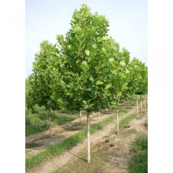 PLATANUS ACERIFOLIA (platan)