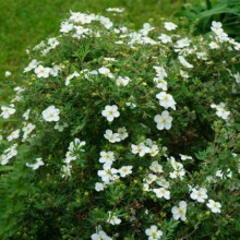 Potentilla fruticosa 'Abbotswood' (Maricică cu Flori Albe)