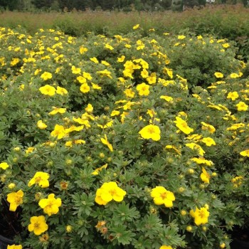 Potentilla fruticosa 'Goldstar' (Maricică cu Flori Galbene)