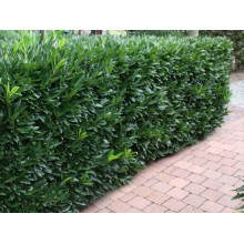 PRUNUS LAUROCERASUS CAUCASICA (Laur englezesc)