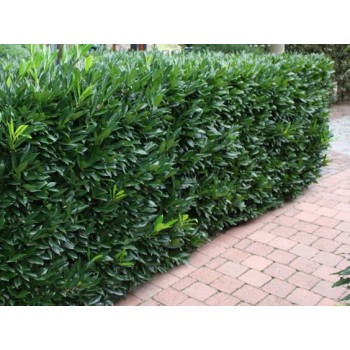PRUNUS LAUROCERASUS CAUCASICA (Laur englezesc)