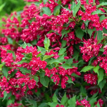 Weigela florida 'Red Prince' (Veigela cu Flori Roșii Regale)