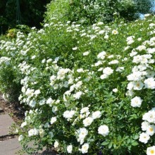 Rosa 'The Fairy White' (Trandafir Târâtor Alb Fairy Blanc)