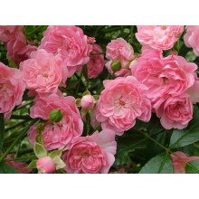 Rosa 'The Fairy' (Trandafir Târâtor Roz)