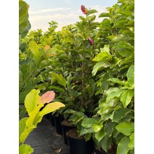 MAGNOLIA SUSAN