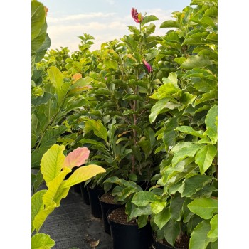 MAGNOLIA SUSAN