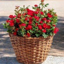 Rosa 'Zepeti' (Trandafir Pitic Roșu de Terasă)