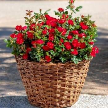 Rosa 'Zepeti' (Trandafir Pitic Roșu de Terasă)