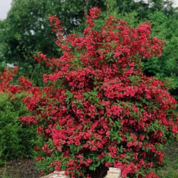 Weigela florida 'Bristol Ruby' (Veigela cu Flori Roșii-Rubinii)