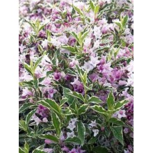 Weigela florida 'Nana Variegata' (Veigela Pitică Variegată)