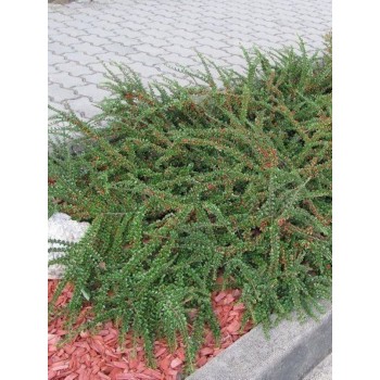Cotoneaster Horizontalis  Skogholm