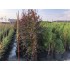BETULA PENDULA ROYAL FROST (mesteacan cu frunza rosie)