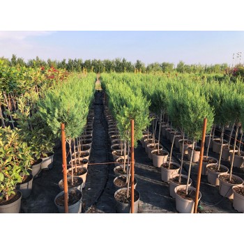 Cupresociparis Leylandii Blue Jeans  format  glob pe tija.