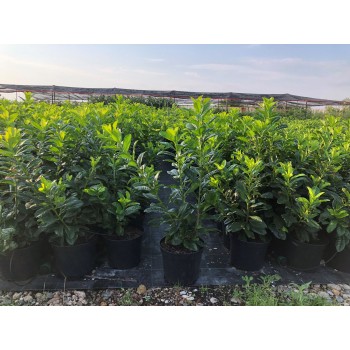 PRUNUS  LAUROCERASUS NOVITA (Laur englezesc)