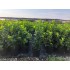 PRUNUS  LAUROCERASUS NOVITA (Laur englezesc)