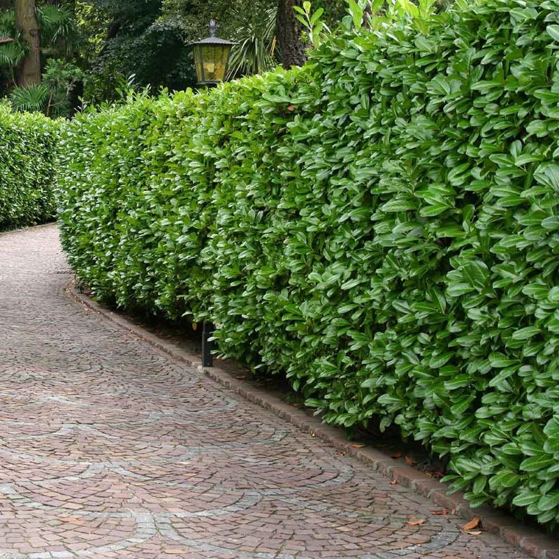Plantarea si udarea plantelor